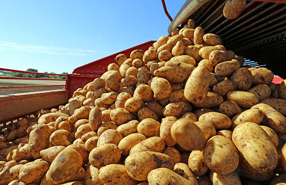 Cosechadora de patatas