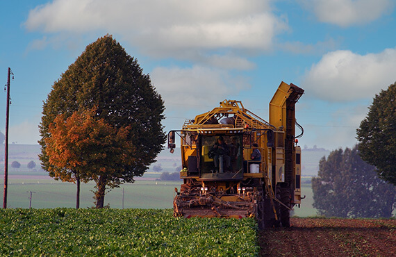 Beet harvester